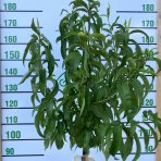 Nektarinka (Prunus nucipersica) ´FANTASIA´ výška: 140-170 cm, obvod kmeňa: 4/6 cm, kont. C6L